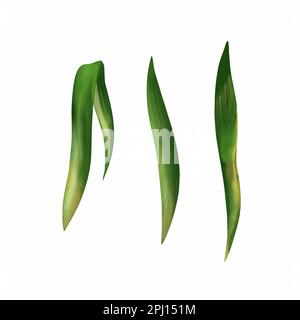 Grüne Iris hinterlässt isolierte Blätter auf weißem Hintergrund. Aquarelldarstellung. Blätter für Blumenarrangements. Designelement für Hochzeitseinladungen, Begrüßung Stockfoto