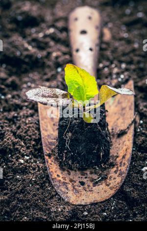 Setzlinge von lettice, die zum Anpflanzen in fruchtbaren Boden vorbereitet wurden. Gartenkonzept, Selbstversorgung Stockfoto