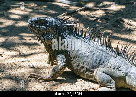 Nahaufnahme von Iguana in Belize bei einem Spaziergang durch die Mangrovenbäume, isolierten Leguan Stockfoto