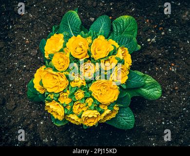 Gewöhnliche Nachtkerze (Oenothera biennis) mit Gartenboden, der zum Anpflanzen abgelesen wird. Frühlingsblumen Stockfoto