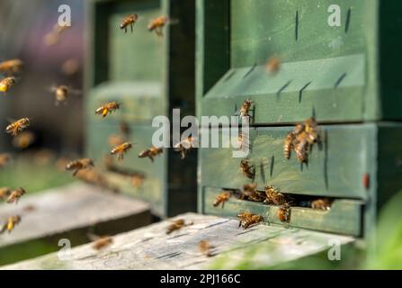 Eingang von hölzernen Bienenstöcken umgeben von vielen fliegenden Bienen Stockfoto