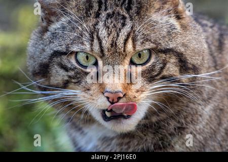 Männliche eurasische Wildkatze, die Lippen leckt (Nahaufnahme) Stockfoto