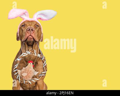 Niedliches Hündchen, Korbkranz und weiches, weiches Spielzeug. Frohe Ostern. Nahaufnahme, Studioaufnahme, drinnen. Tageslicht. Glückwunsch an die Familie, die Lieben, die Verwandten Stockfoto