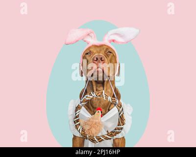 Niedliches Hündchen, Korbkranz und weiches, weiches Spielzeug. Frohe Ostern. Nahaufnahme, Studioaufnahme, drinnen. Tageslicht. Glückwunsch an die Familie, die Lieben, die Verwandten Stockfoto