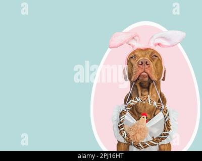 Niedliches Hündchen, Korbkranz und weiches, weiches Spielzeug. Frohe Ostern. Nahaufnahme, Studioaufnahme, drinnen. Tageslicht. Glückwunsch an die Familie, die Lieben, die Verwandten Stockfoto