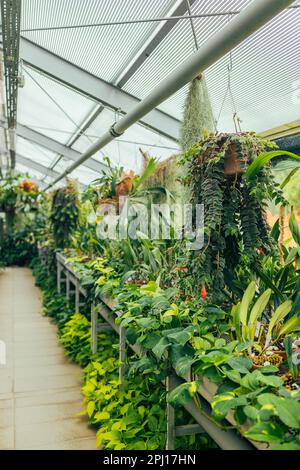 Tropisches Gewächshaus, Gewächshaus mit immergrünen Pflanzen, exotische Palmen, Farne an einem sonnigen Tag mit schönem Licht. Einige Palmen im botanischen Garten. Stockfoto