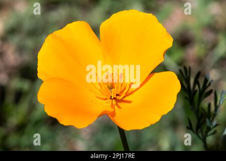 Goldmohn (Eschscholzia californica ssp. mexicana) Tucson, Arizona, USA. Stockfoto