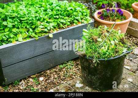 Unkraut im Garten entfernen - Eimer voller Unkraut, Gartenkonzept Stockfoto