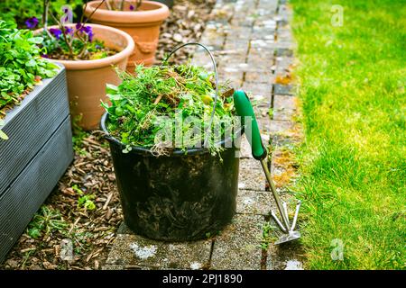 Unkraut im Garten entfernen - Eimer voller Unkraut, Gartenkonzept Stockfoto