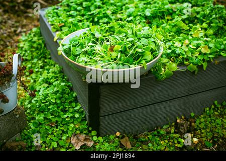 Ernte von Winterkotelett – Büsche von indischen Salatpflanzen in einem Garten, biologische Gartenarbeit, Anbau von frischem Gemüse Stockfoto