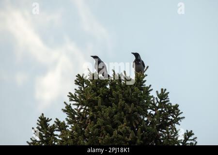 Zwei Krähen mit Kapuze sitzen auf einer Fichte unter bewölktem Himmel Stockfoto