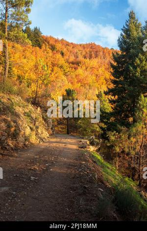 Blick vom Pfad der Buchenroute in Serra da Estrela in Portugal, mitten im Herbst mit den Buchen, die alle von der Sonne beleuchtet und farbig sind Stockfoto
