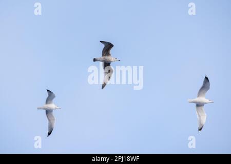 Drei Erwachsene Ringelmöwen fliegen tagsüber am blauen Himmel Stockfoto