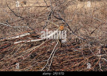 Tagsüber ein Haufen kleiner, gesägter Äste im Wald Stockfoto