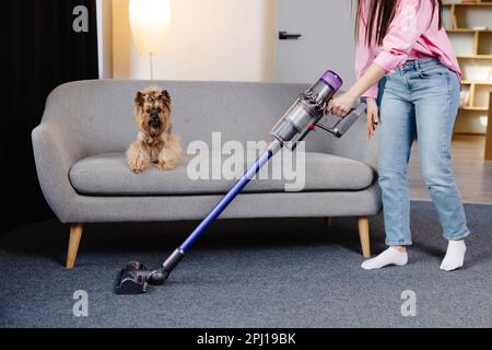 Süße junge Frau, die zu Hause mit einem kabellosen Staubsauger saugt, während ihr süßer Hund zusieht Stockfoto