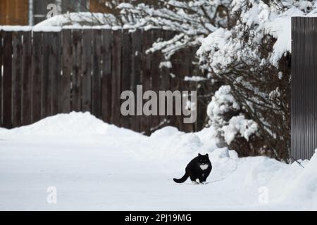 An einem Wintertag wandert die schwarze weiße Katze durch die verschneite Dorfstraße Stockfoto