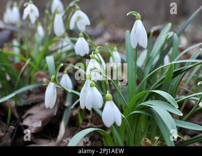 Im Wald in freier Wildbahn blühen Schneeglöckchen im Frühling (Galanthus nivalis). Stockfoto