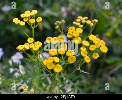 Tansy gewöhnliche (Tanacetum vulgare) blühen auf der Wiese in freier Wildbahn Stockfoto