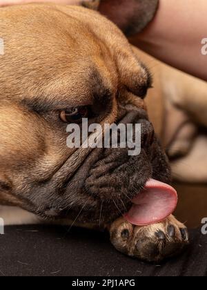 Auf diesem Foto sitzt ein französischer Bulldog ruhig und wäscht seine Pfoten. Das Bild unterstreicht die Bedeutung regelmäßiger Pfotenhygiene für Haustiere und kann verwendet werden Stockfoto