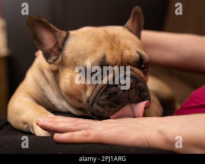 Französische Bulldogge wäscht die Hand einer Frau, Nahaufnahme des Maulkörpers des Hundes Stockfoto