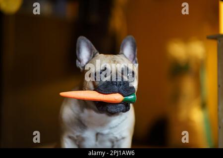 Französischer Bulldog, der in einem Raum steht, mit einem orangefarbenen Karottenspielzeug im Mund, und sich umsieht. Das Bild zeigt die verspielte und neugierige Natur des Französischen Stockfoto