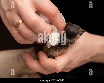 Die Hand einer Frau reinigt bei dieser Nahaufnahme sorgfältig die Pfoten eines französischen Bulldoggen. Der Hund scheint zufrieden und entspannt zu sein, da er die Aufmerksamkeit von genießt Stockfoto