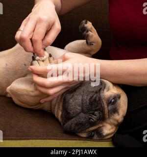 Die Hand einer Frau reinigt bei dieser Nahaufnahme sorgfältig die Pfoten eines französischen Bulldoggen. Der Hund scheint zufrieden und entspannt zu sein, da er die Aufmerksamkeit von genießt Stockfoto