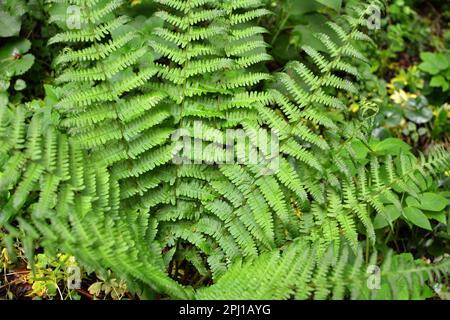 Farn (Dryopteris filix-Mas) wächst in der Wildnis im Wald Stockfoto