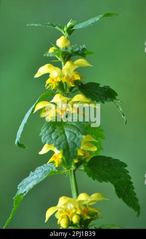 Frühling in der Wildnis in den Wäldern Gelbe Taube Brennnessel (Lamium galeobdolon) blüht Stockfoto