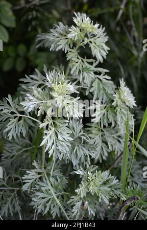 In freier Wildbahn wächst ein bitterer Wurmholz-Busch (Artemisia absinthium) Stockfoto