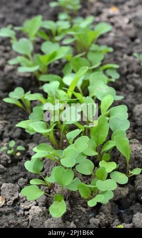 Junge Rucola (Eruca sativa) aus den Samen im Garten wuchs Stockfoto