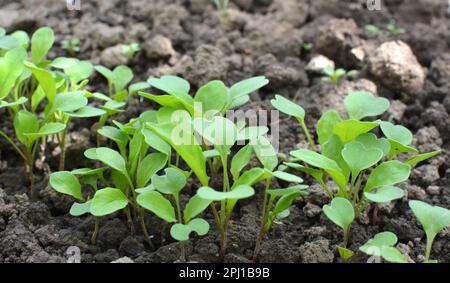 Junge Rucola (Eruca sativa) aus den Samen im Garten wuchs Stockfoto