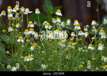 Kamillenblüten auf der Wiese inmitten von Wildgräsern Stockfoto