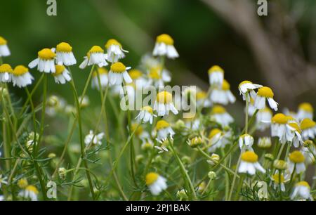 Kamillenblüten auf der Wiese inmitten von Wildgräsern Stockfoto