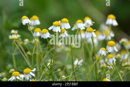 Kamillenblüten auf der Wiese inmitten von Wildgräsern Stockfoto