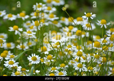 Kamillenblüten auf der Wiese inmitten von Wildgräsern Stockfoto