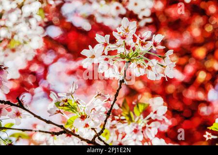 Idyllischer Blick auf weiße Kirschblüten und roten Hintergrund (rote Blätter einiger Bäume) im japanischen Garten in Kaiserslautern. Im Hintergrund der Sonne! Stockfoto