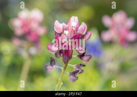 Ein rotes bluebonnet sah Nahaufnahme, mit bluebonnets im Hintergrund verschwommen. Stockfoto