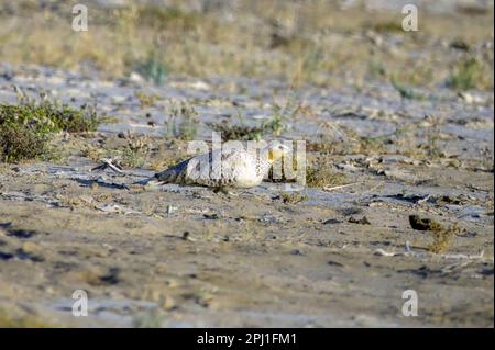 Gefleckte Sandhühner (Pterocles senegallus) im Großen Rann von Kutch in Gujarat Stockfoto