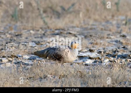 Gefleckte Sandhühner (Pterocles senegallus) im Großen Rann von Kutch in Gujarat Stockfoto