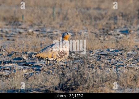 Gefleckte Sandhühner (Pterocles senegallus) im Großen Rann von Kutch in Gujarat Stockfoto