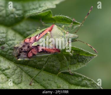 Juniper Shieldbug (Cyphostethus tristriatus) im Ruhezustand auf Brennnessel. Tipperary, Irland Stockfoto