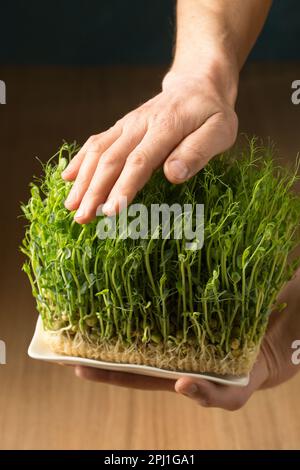 Erbsensprossen, Mikrogrün in männlichen Händen, Nahaufnahme Stockfoto