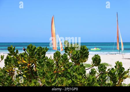 Blick auf tropische Pflanzen an einem Sandstrand und den blauen Ozean mit Segelbooten. Urlaub auf einer karibischen Insel Stockfoto