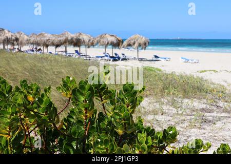 Blick von grünen Pflanzen bis zum tropischen Sandstrand mit Sonnenschirmen und Liegestühlen. Sea Resort auf der Karibikinsel Stockfoto