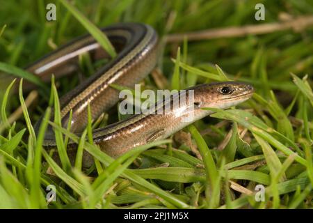 Italienischer Dreizehen-Skink (Chalcide Chalcide Chalcide), eine Echsenart mit winzigen Beinen fienarola o luscengola. Abbasanta. Oristano. Sardinien italien Stockfoto