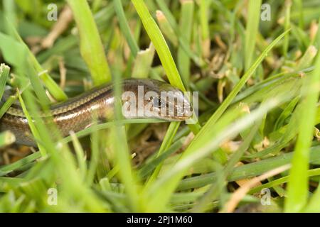 Italienischer Dreizehen-Skink (Chalcide Chalcide Chalcide), eine Echsenart mit winzigen Beinen fienarola o luscengola. Abbasanta. Oristano. Sardinien italien Stockfoto