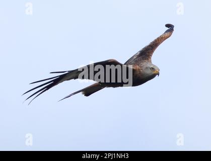 Ein roter Drachen (Milvus milvus), der im Frühling über die Cotswold Hills fliegt Stockfoto