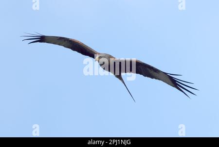 Ein roter Drachen (Milvus milvus), der im Frühling über die Cotswold Hills fliegt Stockfoto