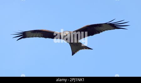 Ein roter Drachen (Milvus milvus), der im Frühling über die Cotswold Hills fliegt Stockfoto